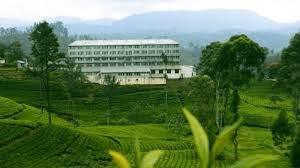 Tea Plantations